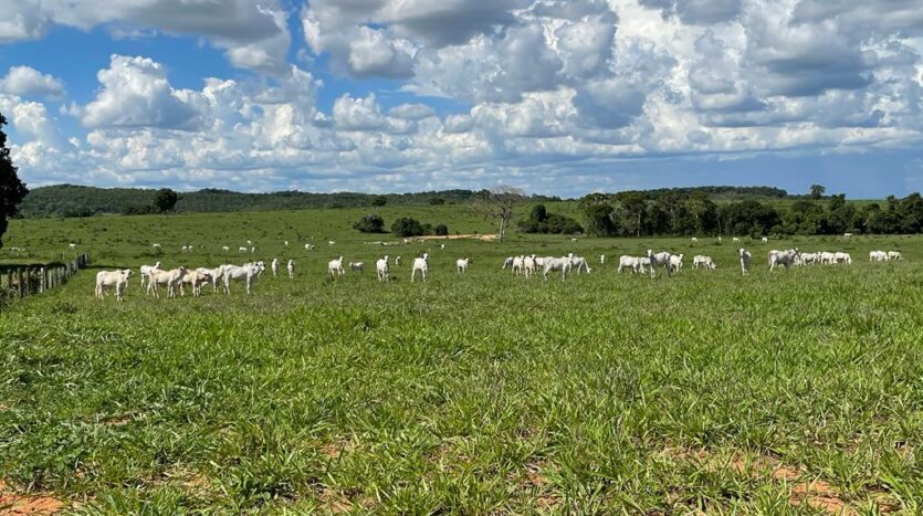 fazenda a venda no pantanal de coxim