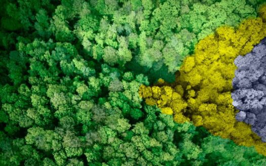 compra de terras por estrangeiros