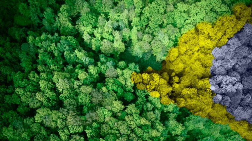 compra de terras por estrangeiros