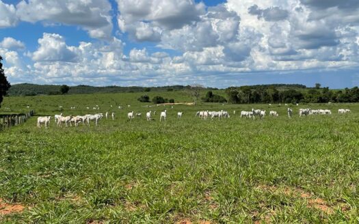 fazenda a venda no pantanal de coxim