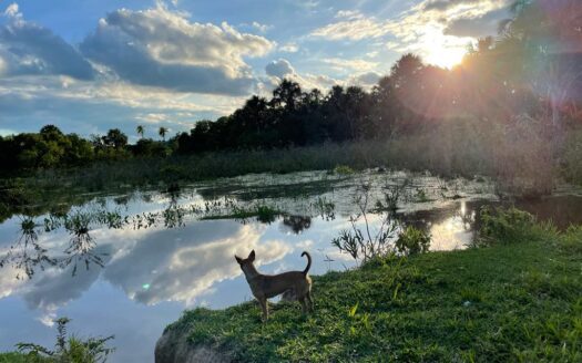 fazenda a venda no pantanal