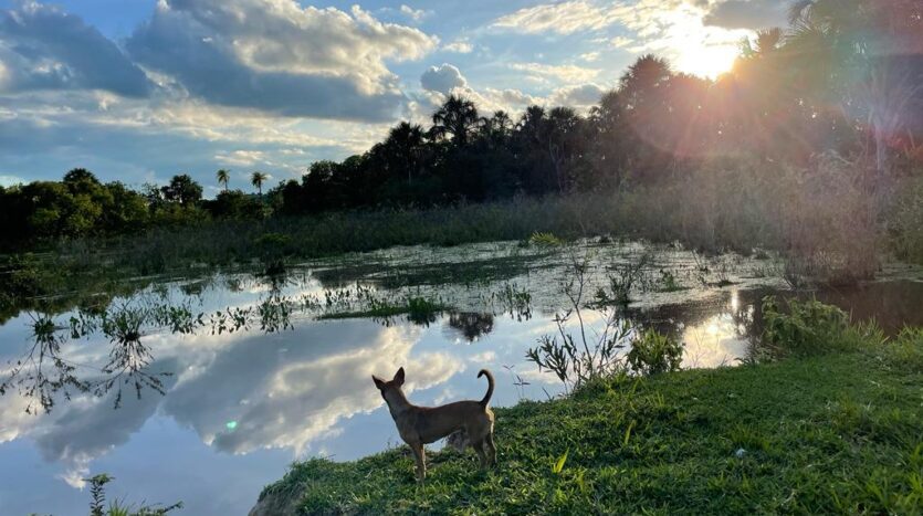 fazenda a venda no pantanal