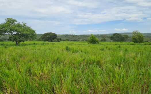 FAZENDA A VENDA EM COXIM MS COM ÁREA TOTAL DE 337 HECTARES