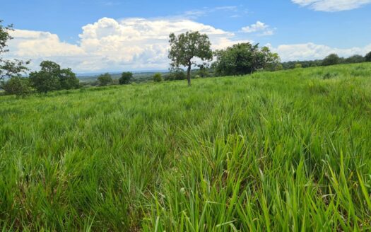 FAZENDA A VENDA EM COXIM MS COM ÁREA TOTAL DE 337 HECTARES