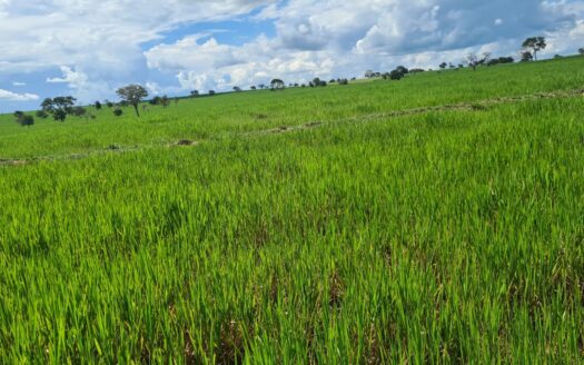 FAZENDA A VENDA EM PEDRO GOMES MS COM ÁREA TOTAL DE 1.700 HECTARES