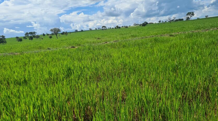 fazenda a venda em pedro gomes ms