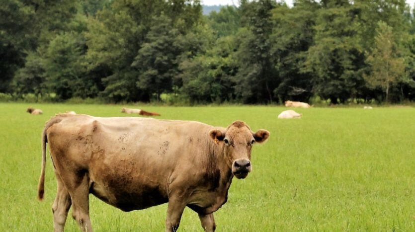 propriedade rural a venda