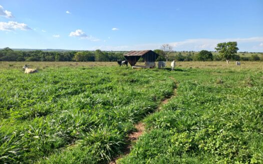 FAZENDA EM RIO VERDE DE MATO GROSSO/MS À VENDA