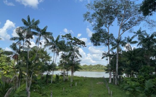 Fazenda à Venda no Estado do Pará, município de São Domingos do Capim – 732 hectares