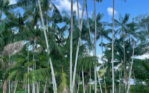 Fazenda à Venda no Estado do Pará, município de São Domingos do Capim – 732 hectares
