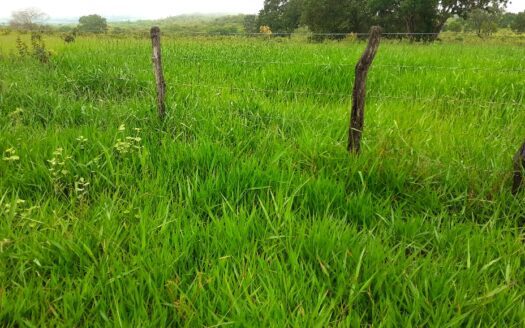 FAZENDA DE PECUÁRIA À VENDA EM RIO VERDE DE MATO GROSSO MS – 713 HA