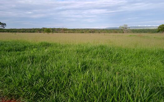 FAZENDA DE PECUÁRIA À VENDA EM RIO VERDE DE MATO GROSSO MS – 713 HA