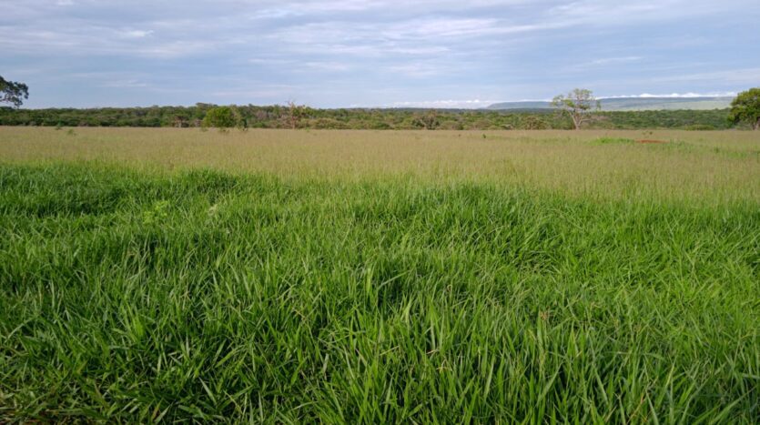 fazenda a venda em rio verde