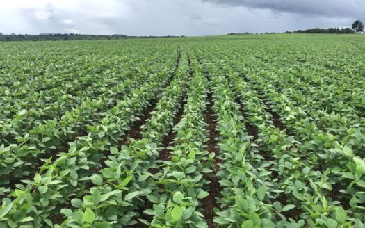 FAZENDA À VENDA EM SERRANÓPOLIS, GOIÁS – 3.035 HA