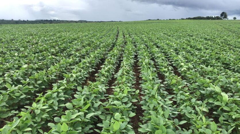 fazenda a venda em serranopolis go