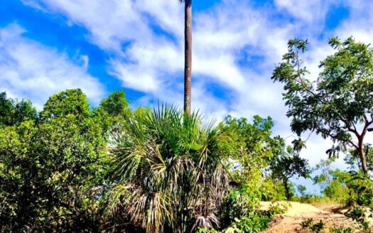 Área Paradisíaca No Jalapão à Venda