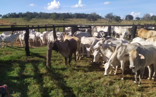 FAZENDA EM SERRANÓPOLIS GO PARA PECUÁRIA
