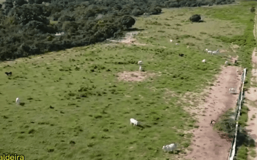 Fazenda à Venda em Ribeirão Cascalheira MT com 1.164 hectares