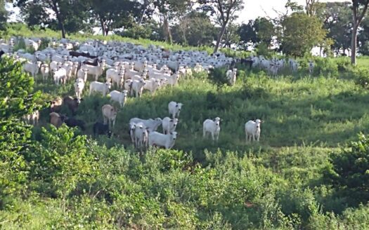 Fazenda à Venda em Pedra Preta MT para Pecuária com 2.508 hectares