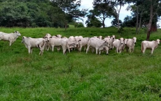 Fazenda à Venda em Pedra Preta MT para Pecuária com 2.508 hectares