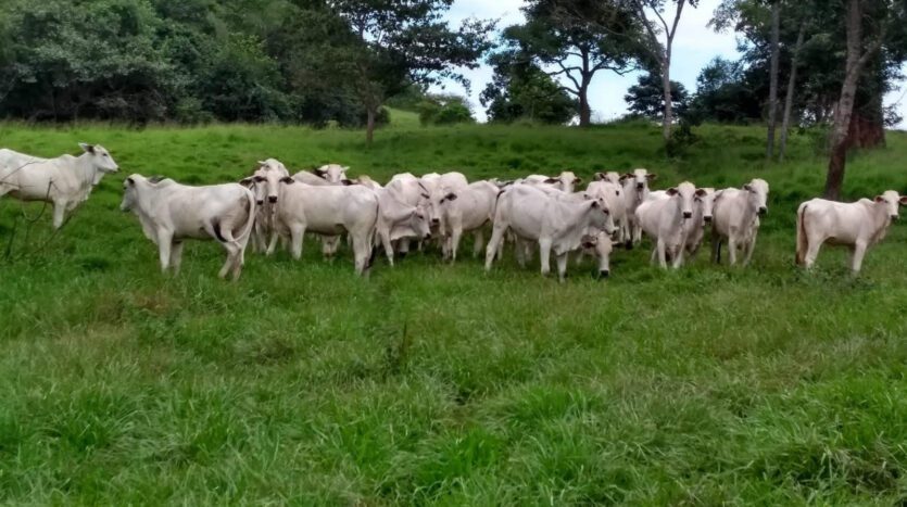 Fazenda à Venda em Pedra Preta MT