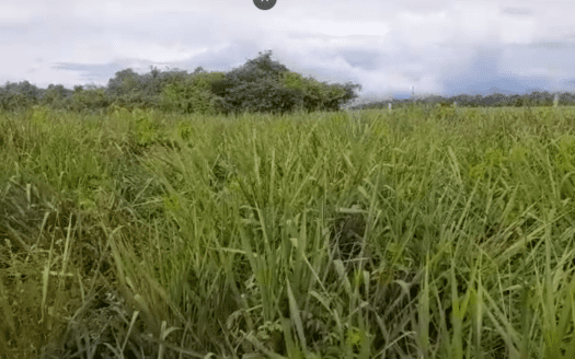 FAZENDA À VENDA EM MATO GROSSO DE PECUÁRIA COM 2.555 HECTARES – OPORTUNIDADE PARA INVESTIDOR