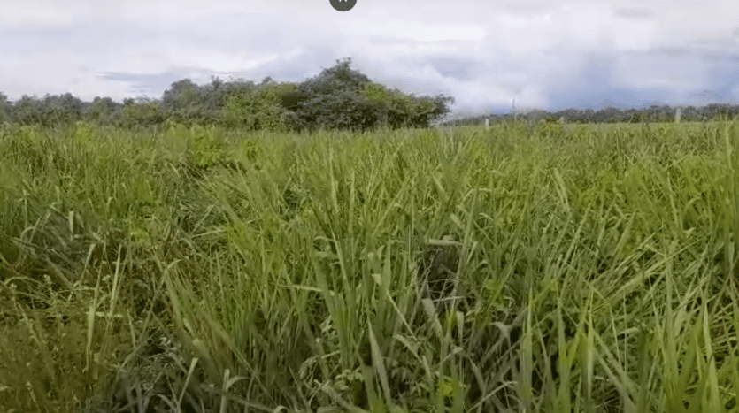 fazenda à venda em mato grosso