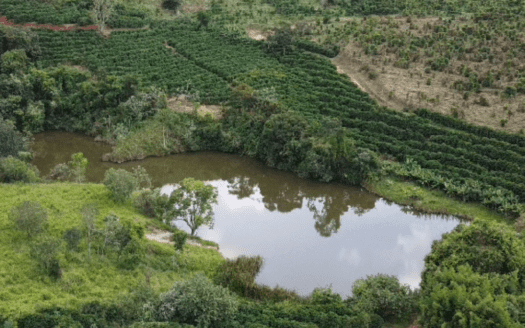 FAZENDA DE CAFÉ MG EM SÃO SEBASTIÃO DA BELA VISTA