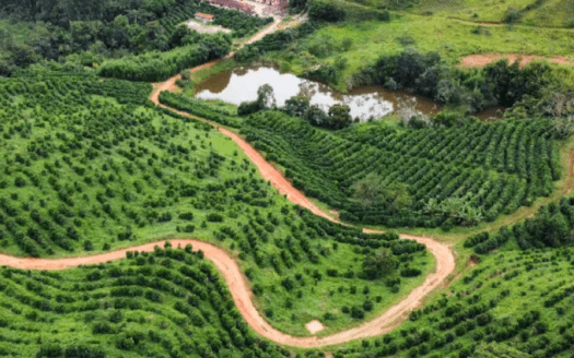 FAZENDA DE CAFÉ MG EM SÃO SEBASTIÃO DA BELA VISTA