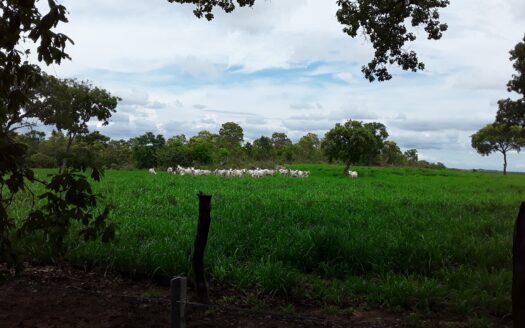 FAZENDA EM RIO SONO TO DE 2.303 HECTARES