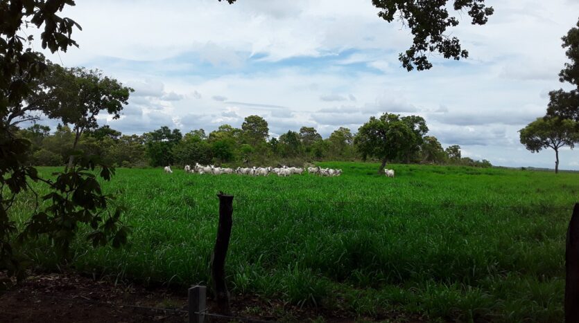 fazenda em rio sono to