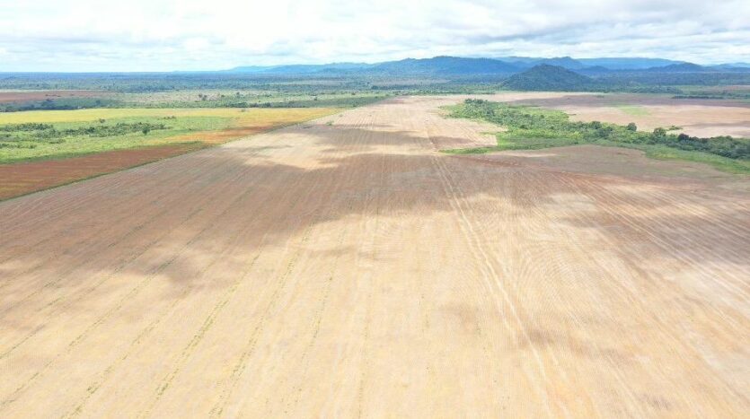 fazenda santa terezinha mt