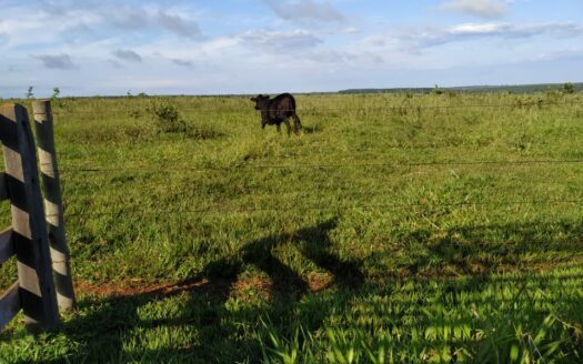 FAZENDA À VENDA EM PARANAÍBA MS PARA PECUÁRIA COM 1.307 HECTARES