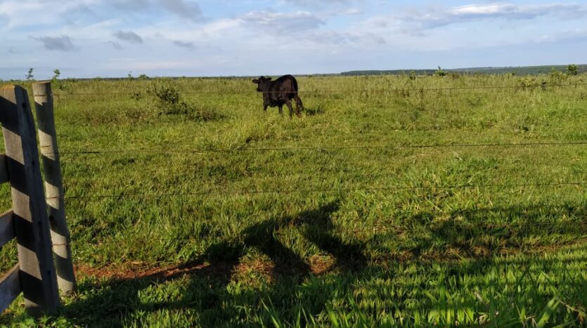 Fazenda a Venda em Paranaíba MS