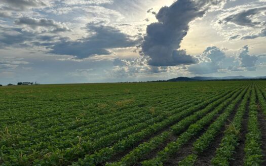 FAZENDA DE DUPLA APTIDÃO À VENDA NA REGIÃO CONFRESA MT – 2.527 HA