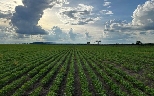 FAZENDA DE DUPLA APTIDÃO À VENDA NA REGIÃO CONFRESA MT – 2.527 HA