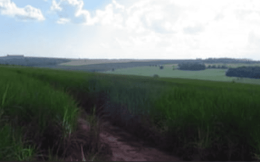 FAZENDA EM MARINGÁ, PARANÁ, DE CANA COM 237 HECTARES