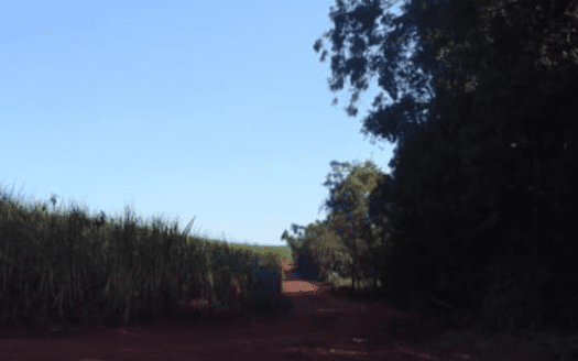 FAZENDA EM MARINGÁ, PARANÁ, DE CANA COM 237 HECTARES