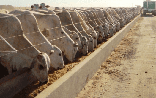 FAZENDA PARA PECUÁRIA À VENDA COM 2.046 HECTARES – GUARANIAÇU/PR