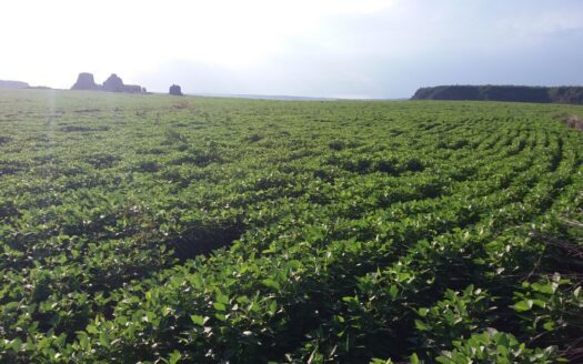 INVISTA EM TERRAS DE AGRICULTURA NO SUL DO MARANHÃO (DESÁGIO DE 46% NO PREÇO DE AVALIAÇÃO DA TERRA)