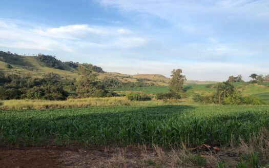 FAZENDA À VENDA NO NORTE DO PARANÁ DE 79 HECTARES EM RIBEIRÃO DO PINHAL