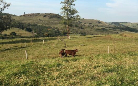 FAZENDA À VENDA NO NORTE DO PARANÁ DE 79 HECTARES EM RIBEIRÃO DO PINHAL