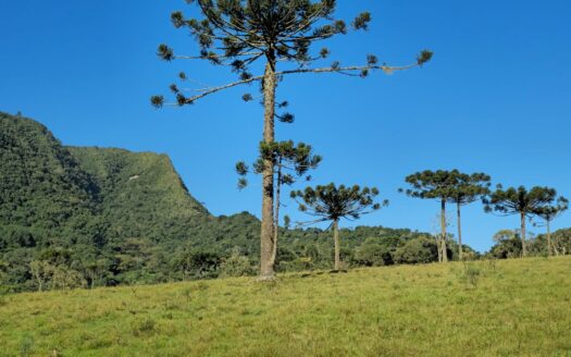 FAZENDA EM BOM RETIRO, SANTA CATARINA – 185 HA