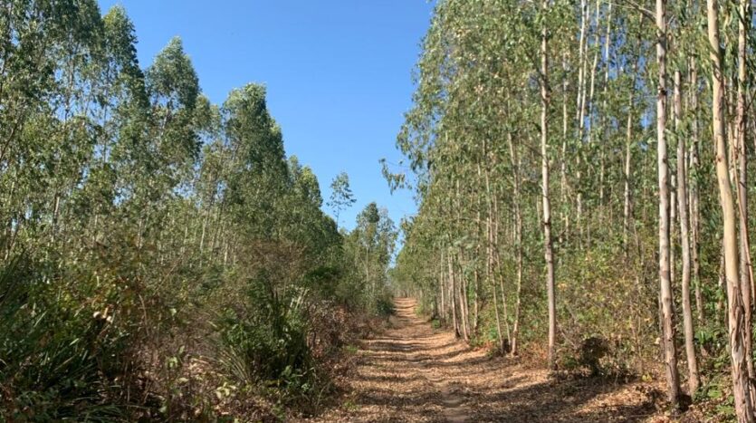 fazenda no maranhão à venda