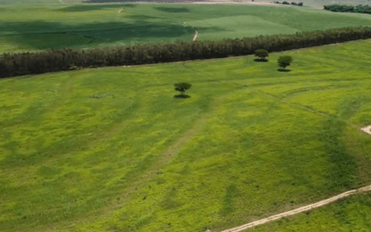 FAZENDA DE CANA E PECUÁRIA NA REGIÃO DE ARAÇATUBA E MIRANDÓPOLIS SP – 246 HA