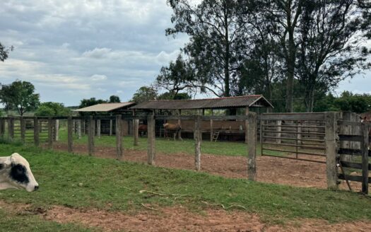 FAZENDA DE PECUÁRIA À VENDA NA REGIÃO DE PRESIDENTE EPITÁCIO E CAIUÁ SP – 312 HA