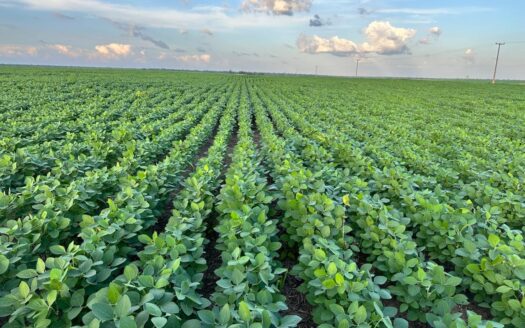 FAZENDA DE SOJA À VENDA EM LAGOA DO MATO/MA – 5.114 HA (MATOPIBA)