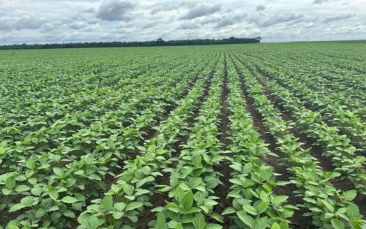 FAZENDA DE SOJA À VENDA EM LAGOA DO MATO/MA – 5.114 HA (MATOPIBA)