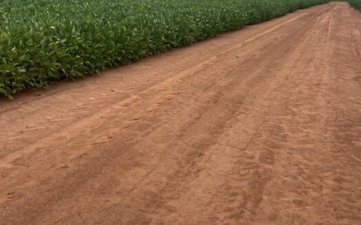 FAZENDA DE SOJA E MILHO SAFRINHA À VENDA NA REGIÃO DE QUERÊNCIA E RIBEIRÃO CASCALHEIRA MT- 874 ha