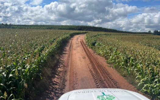 FAZENDA DE SOJA E EUCALIPTO À VENDA EM BOTUCATU SP – 580 HA
